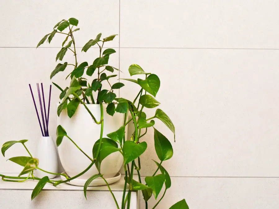 Picture of plants in a bathroom